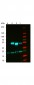 Anti-Mouse IgG (gamma 1, 2a, 2b and 3 chain)  (ATTO 488 Conjugated) Secondary Antibody
